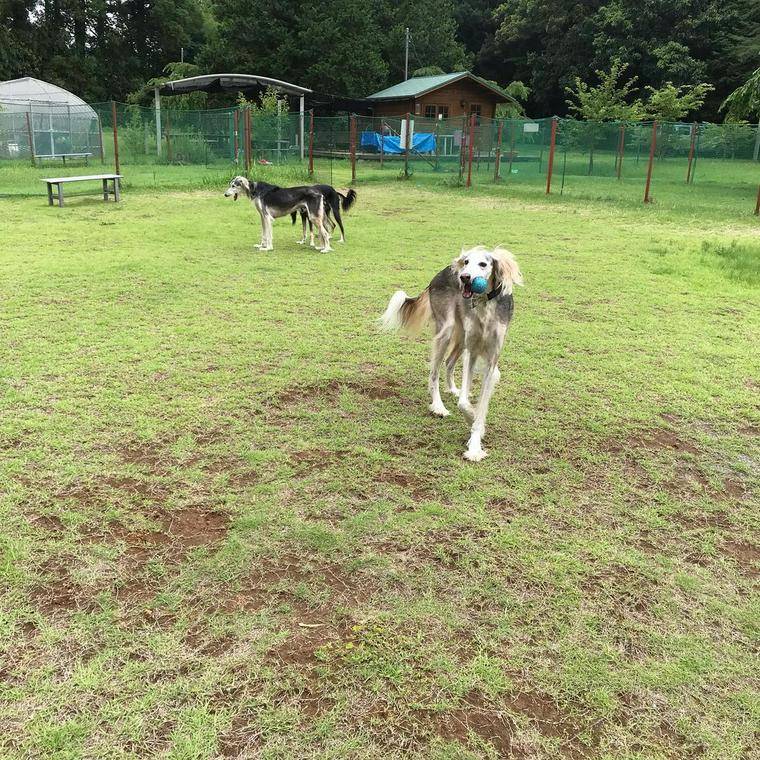 Big Fat Dogで遊ぶ犬