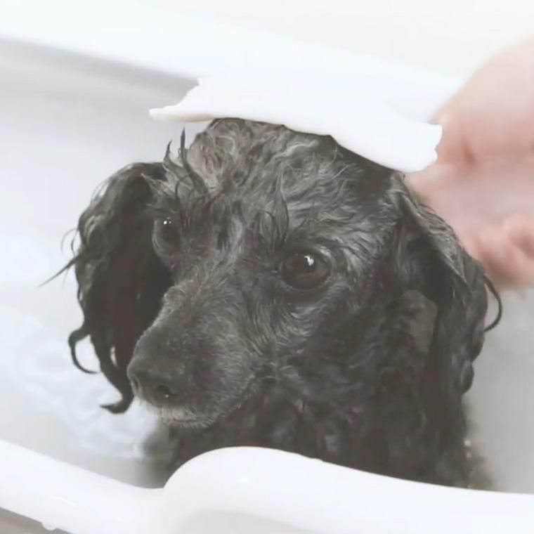 犬用入浴剤 ぬくりん 誕生秘話 キレイと速乾を実現させた開発者の想いとは ペトコト