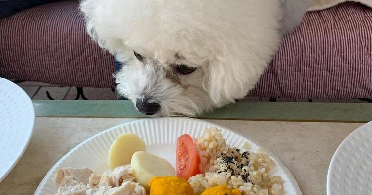 愛知県の人気ドッグカフェ&犬同伴可レストランおすすめ11選！モーニングや室内同伴OK店も