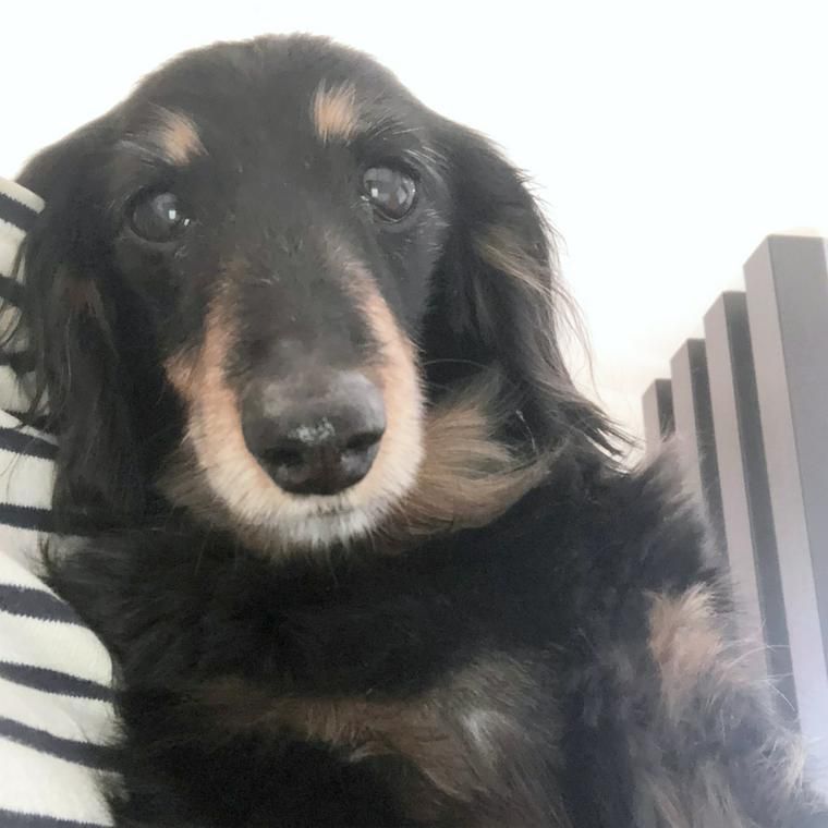 平畠さんの愛犬アインちゃん