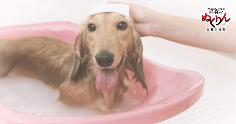 犬用入浴剤「ぬくりん」誕生秘話。キレイと速乾を実現させた開発者の想いとは