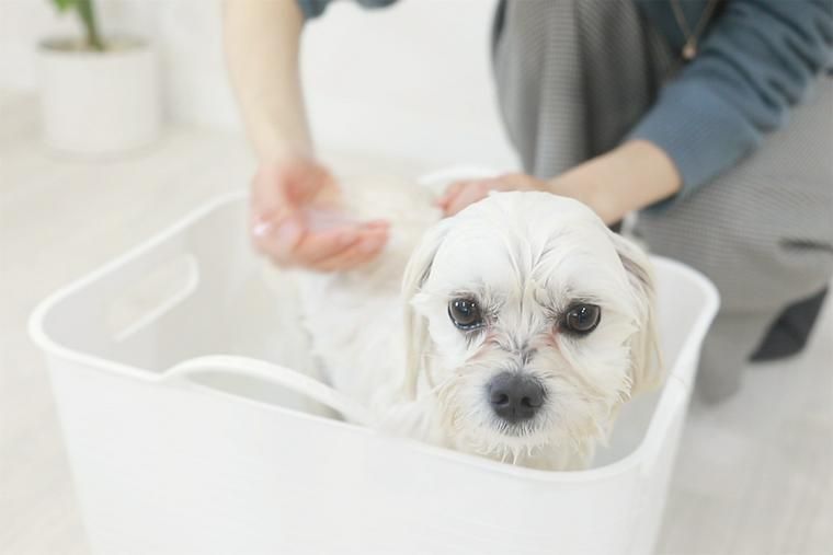 ぬくりんにつかる犬