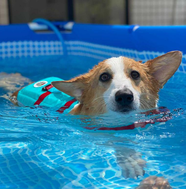 愛犬とプールで遊ぼう 自宅での楽しみ方や関東や関西のプール施設を紹介 ペトコト