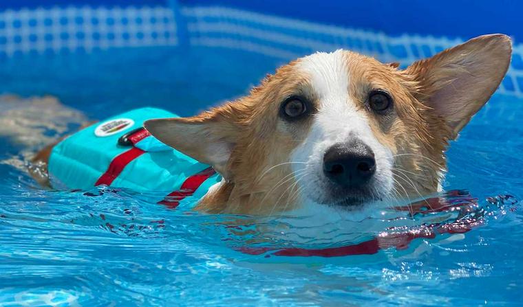 愛犬とプールで遊び！初めての注意点や、自宅で遊べるおすすめプールなど
