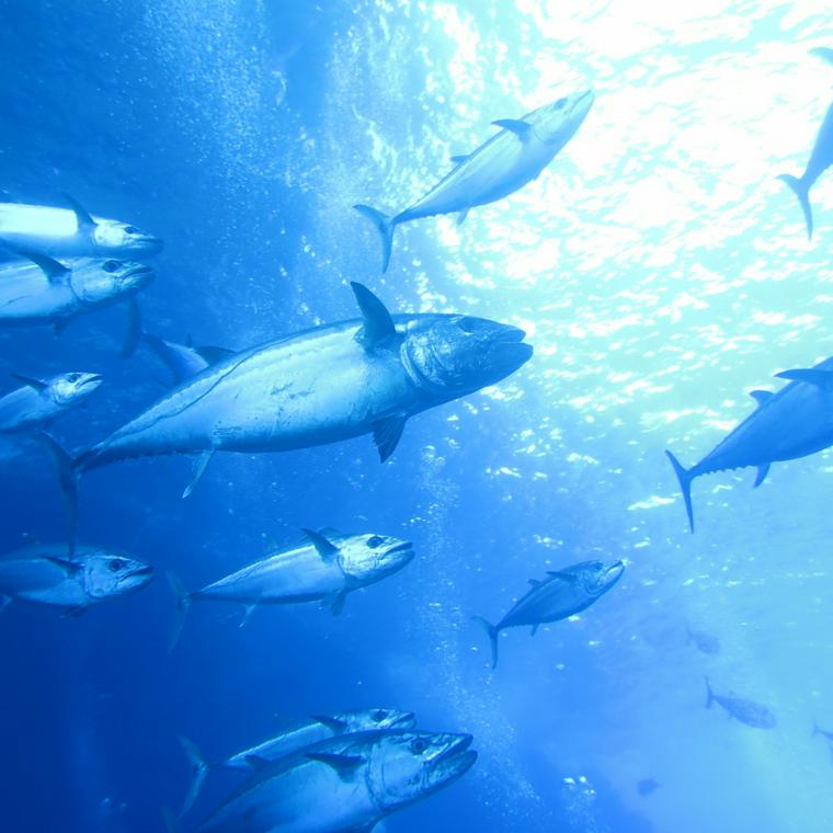 犬はマグロを食べても大丈夫 オススメの与え方や血合いの効果を紹介 ペトコト