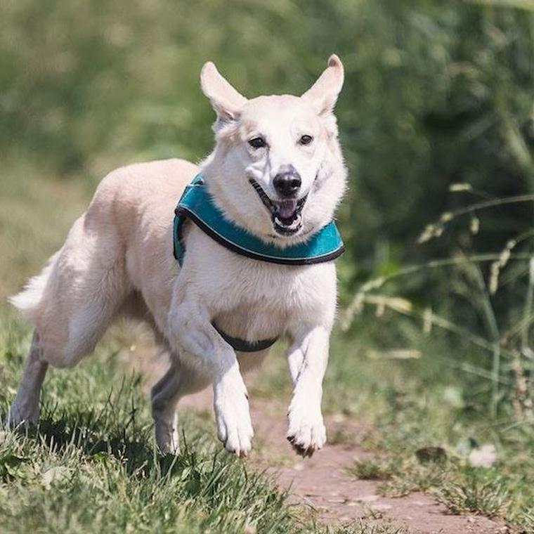 笑顔で走る犬