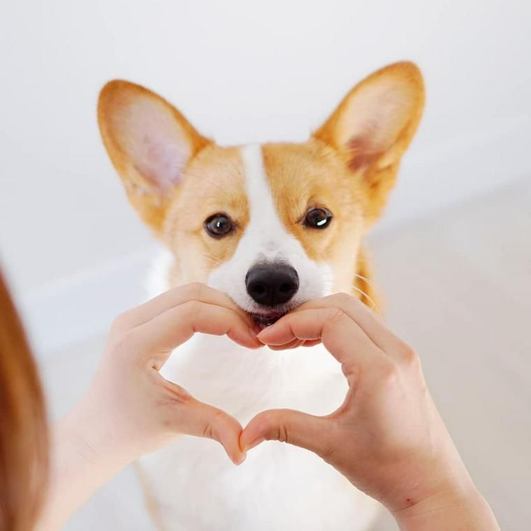 飼い主と信頼関係が築けている犬