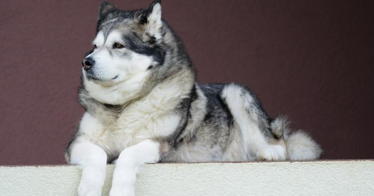 【トレーナー・獣医師監修】アラスカンマラミュートってどんな犬？性格・特徴・育て方・迎え方