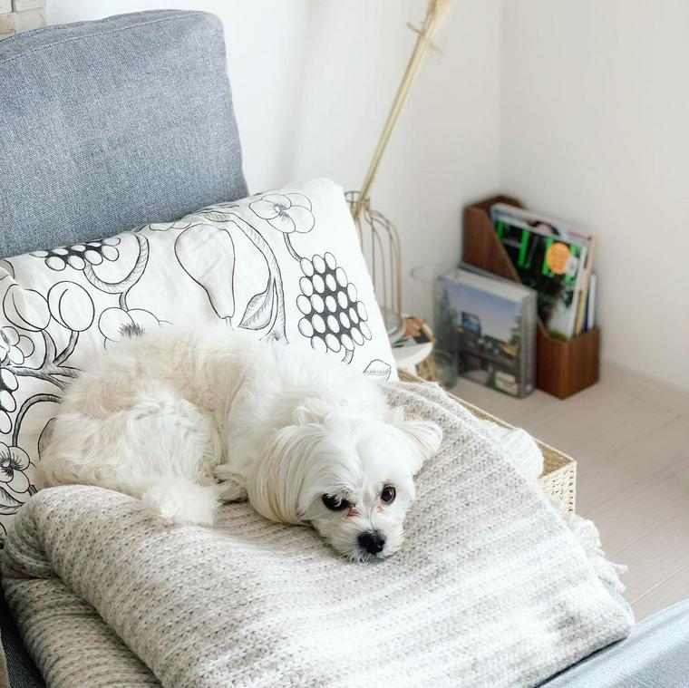 犬の拾い食いをやめさせるためのしつけとは 拾い食いする理由や危険性をドッグトレーナーが解説 ペトコト