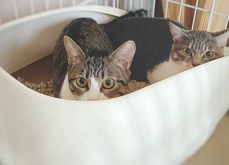 おしゃれな猫のトイレおすすめ10選 しつけや自動タイプなどの選び方も紹介 ペトコト