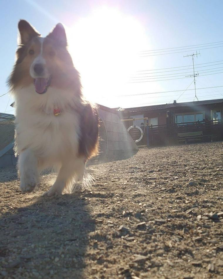 DOG NEWSのドッグランで遊ぶ犬