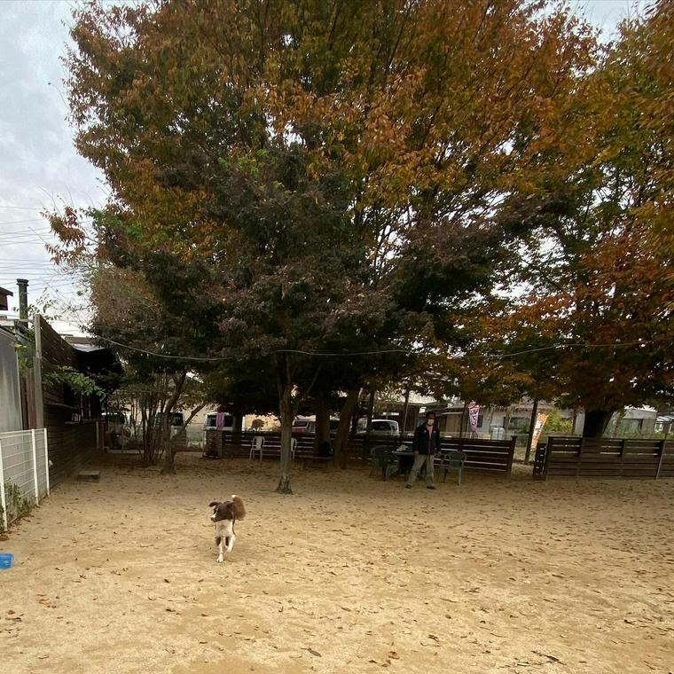 穂高ドッグランで走る犬