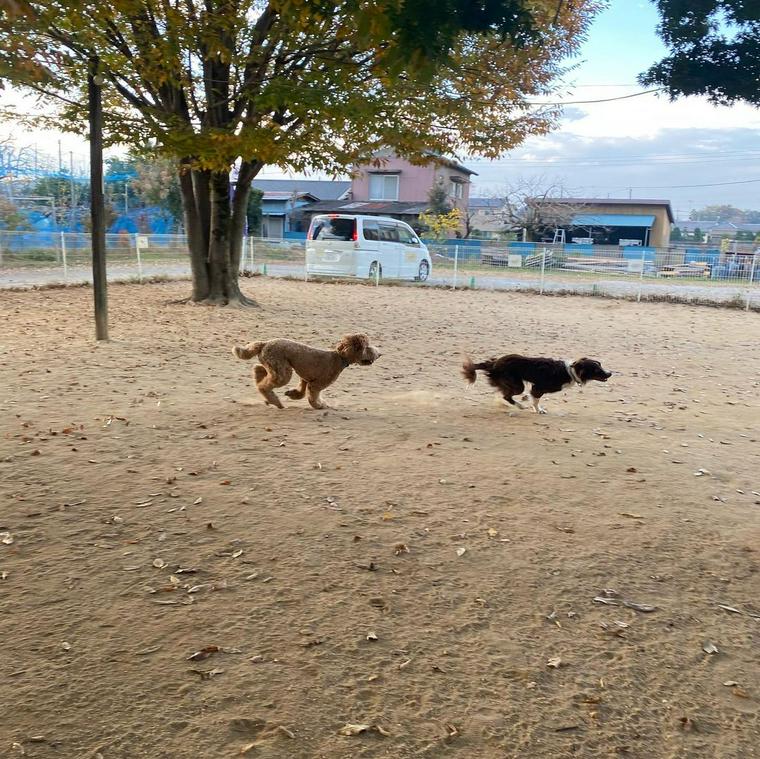 穂高ドッグランで走る犬