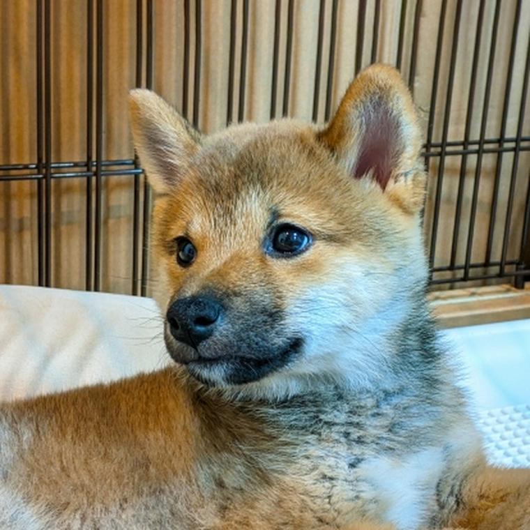 胡麻色の柴犬