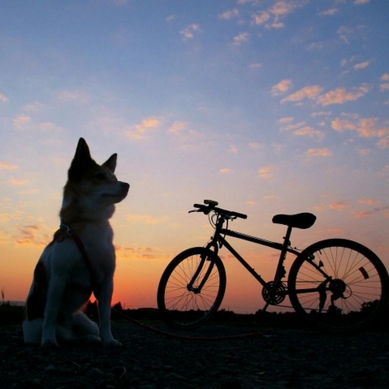 犬を自転車に乗せてもいいの 乗せる時の注意点や安全に楽しめるグッズを紹介 ペトコト
