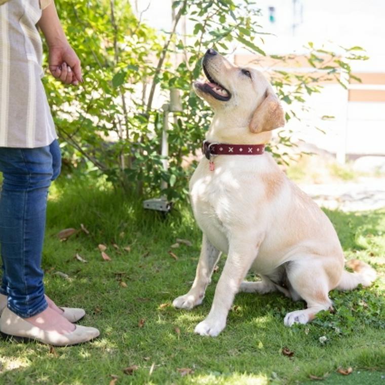 大型犬に必要なしつけとは しつけの重要性や 散歩中の飛びつき防止策をトレーナーが解説 ペトコト