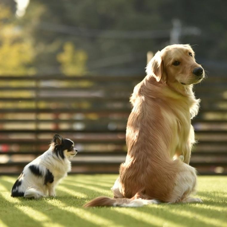 大型犬の種類とは 人気犬種や大型犬の寿命 飼いやすさを解説 ペトコト
