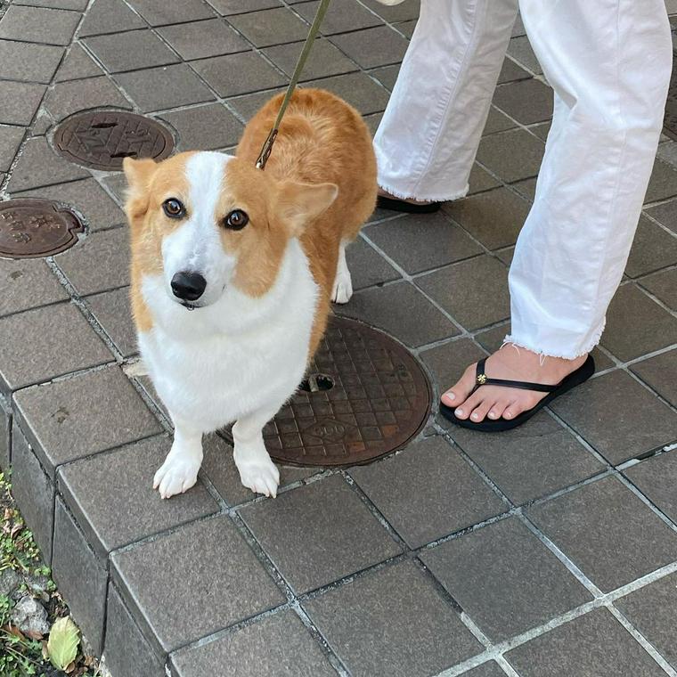 室内犬にも散歩は必要 適切な頻度や散歩しないリスクを解説 ドッグトレーナー監修 ペトコト