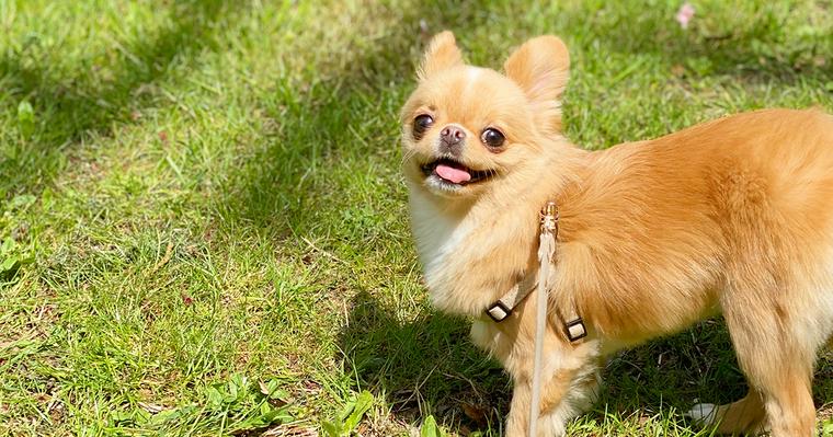 千葉県の犬とお出かけできるスポット13選！愛犬と一緒に遊べる施設を紹介