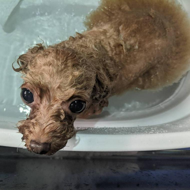 犬にお風呂は必要 入浴させる場合の頻度や温度 お風呂の入れ方を現役トリマーが解説 ペトコト