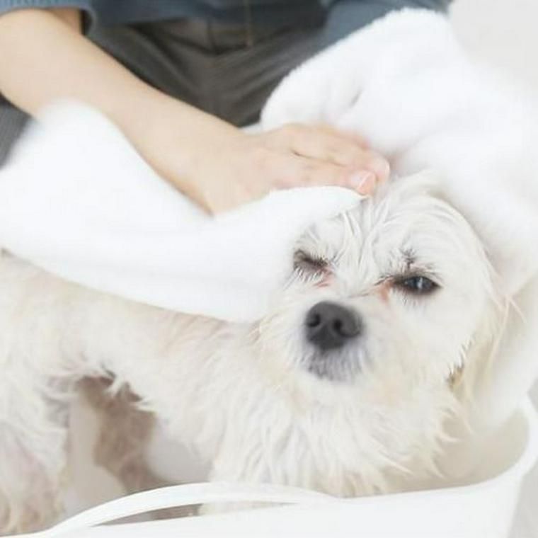 犬にお風呂は必要 入浴させる場合の頻度や温度 お風呂の入れ方を現役トリマーが解説 ペトコト