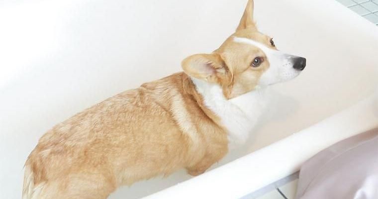 犬にお風呂は必要？入浴させる場合の頻度や温度、お風呂の入れ方を現役トリマーが解説