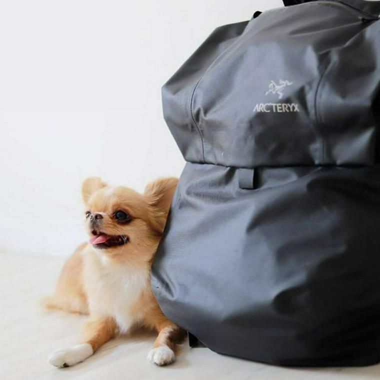 防災バッグと犬