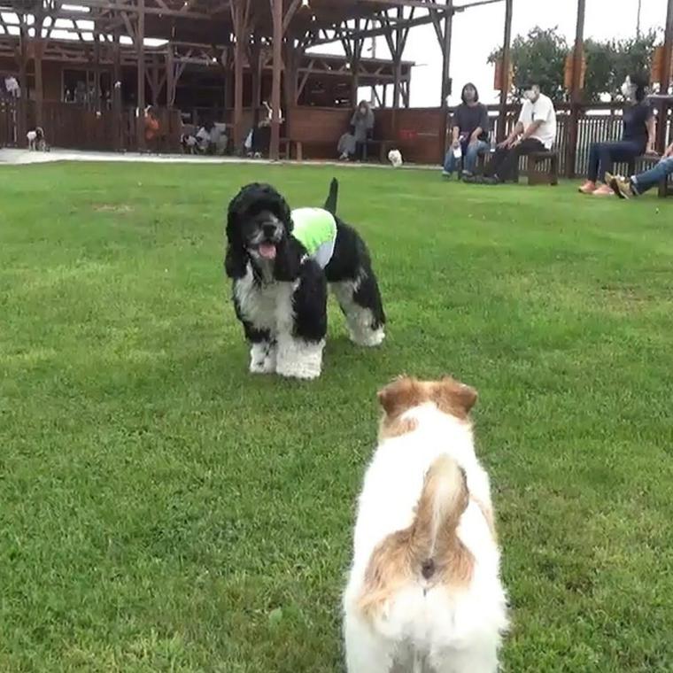 ローズドッグランで遊ぶ犬