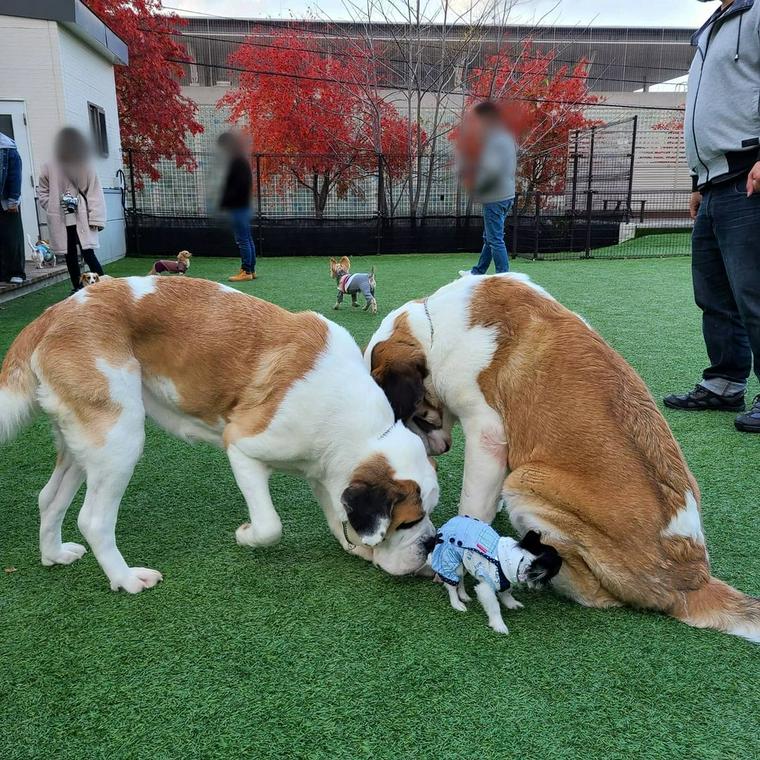 バーナードスクエアで過ごす犬