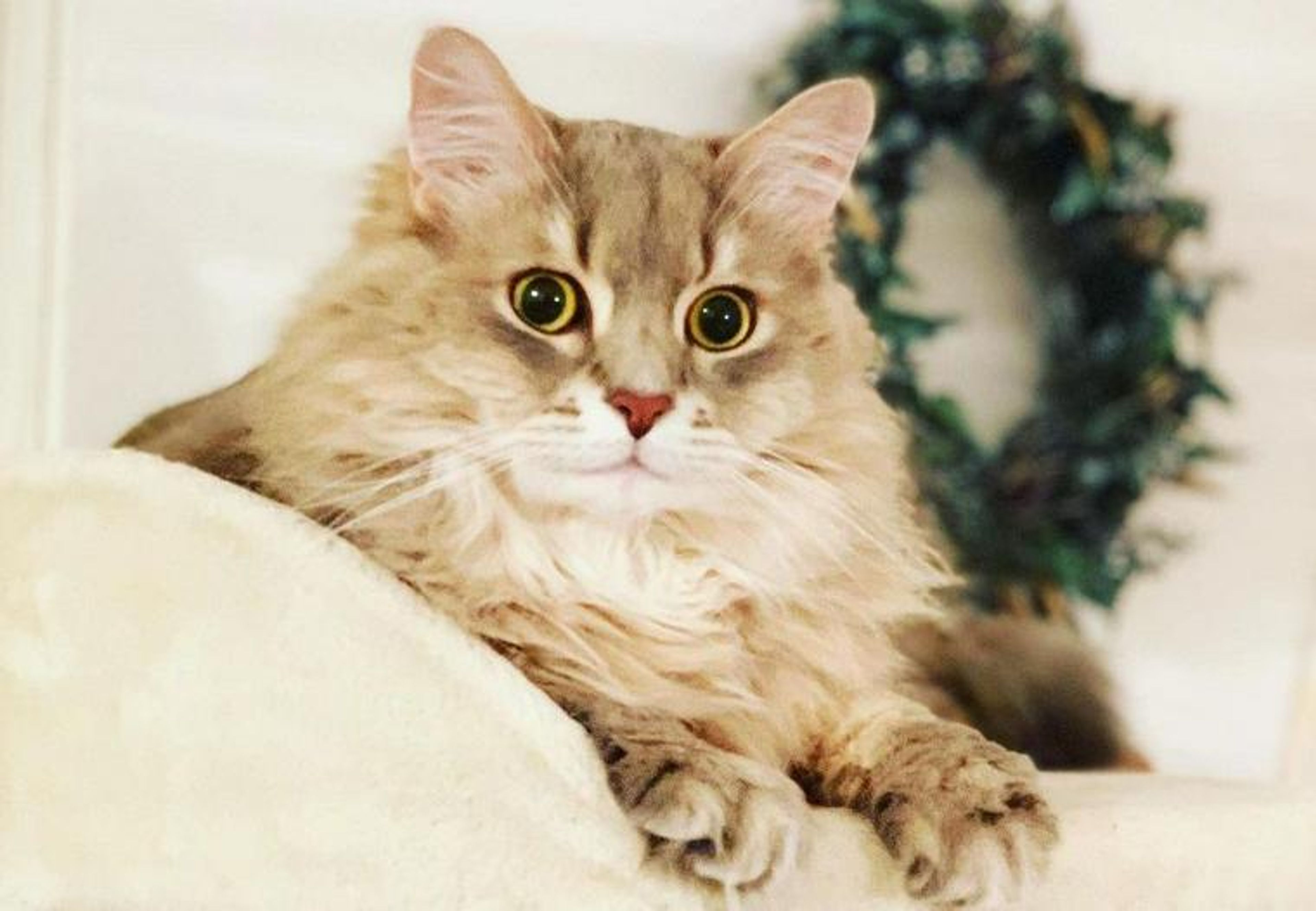 【獣医師監修】サイベリアンってどんな猫？性格・体重・寿命の特徴・迎え方