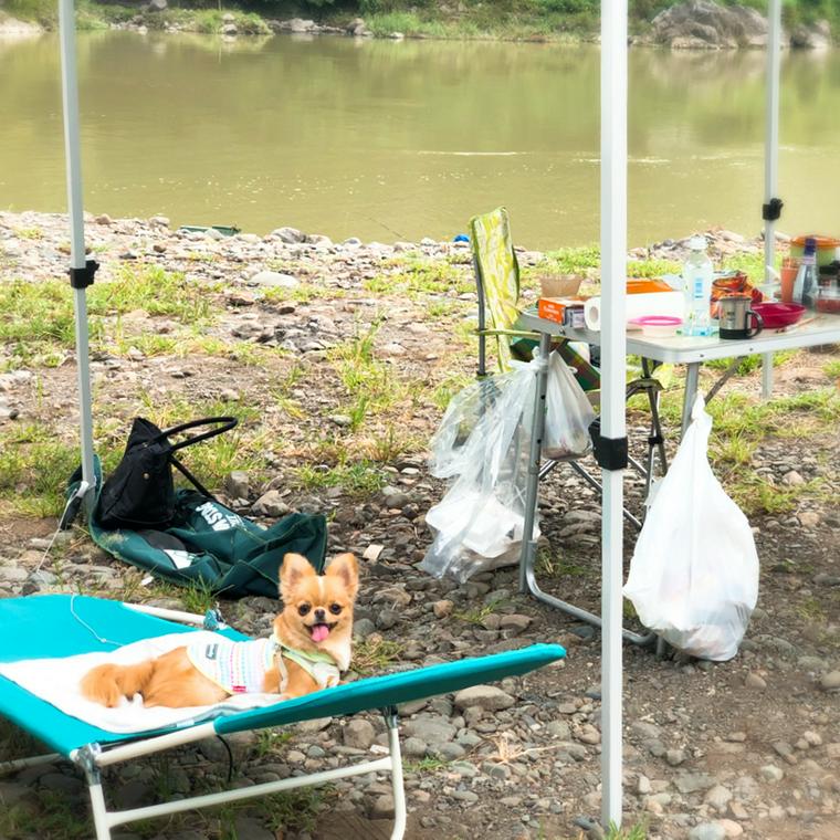 バーベキューを楽しむ犬