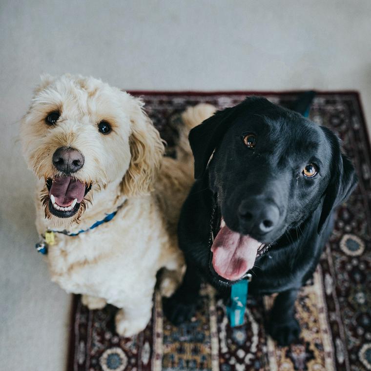 犬の血統書の意味とは 血統書の見方や名義変更の必要性などを解説 ペトコト