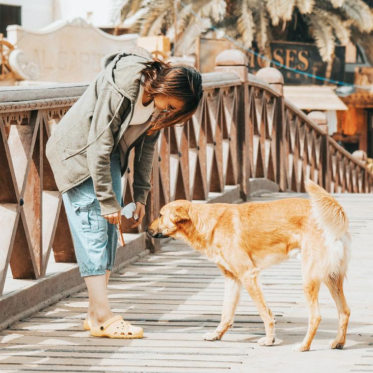 犬が脱走する理由とは 脱走したときの探し方や脱走させないためのしつけを解説 ペトコト