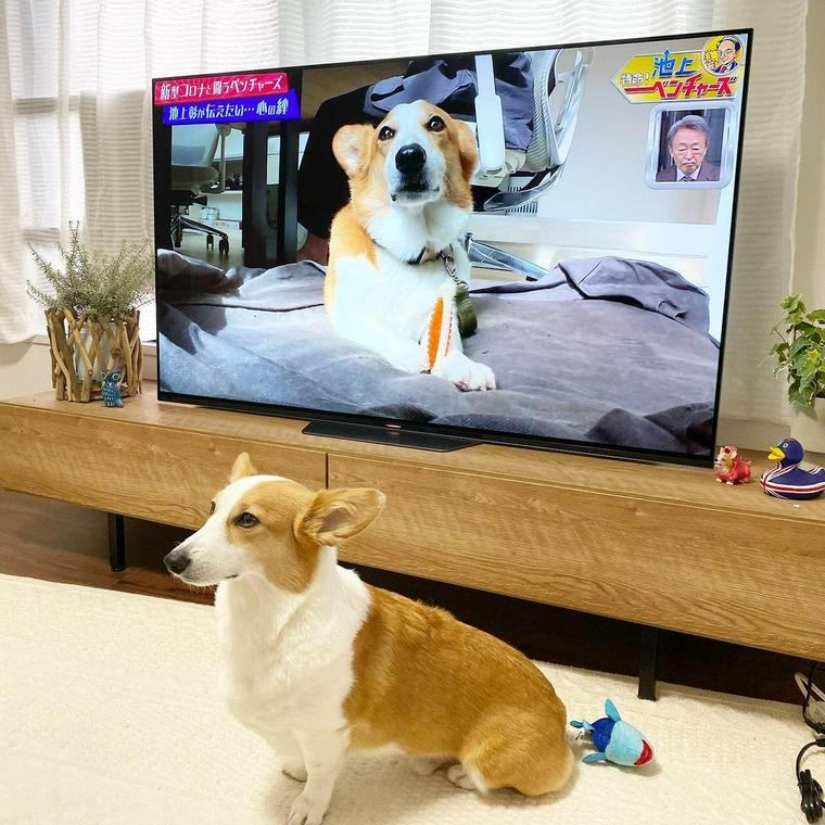 犬はテレビを理解している テレビの見え方や注意点を解説 ペトコト