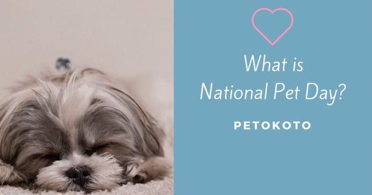 4月11日はNational Pet Day（ナショナルペットデー）！飼い主とペットが愛を確かめ合う日