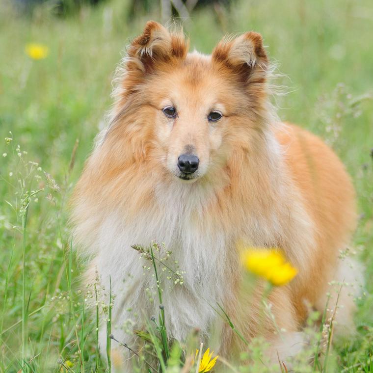 犬の食糞をやめさせる方法を獣医師 ドッグトレーナーが解説 怒るのではなく楽しんで ペトコト