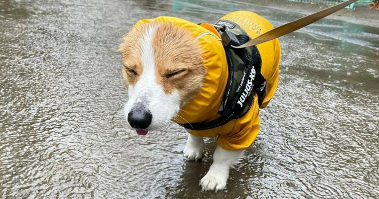 雨の日に犬の散歩はすべき？嫌がる場合やおすすめレイングッズも紹介