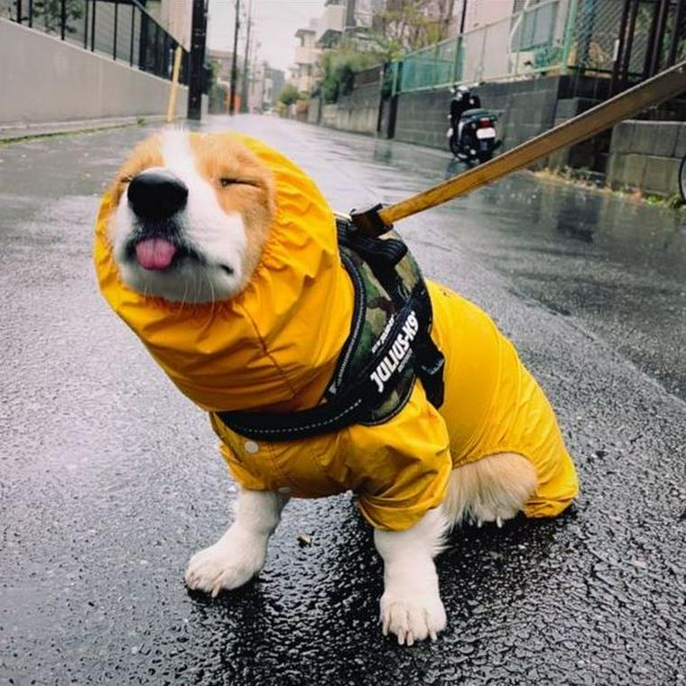 雨の中散歩する犬