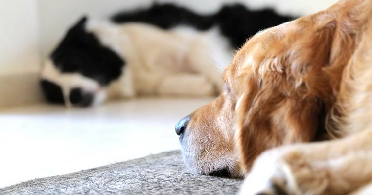 犬が臭いのは病気が原因？原因から考える対策を解説