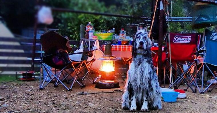 犬と行ける全国のペットOKキャンプ場！人気のコテージやドッグラン付きも