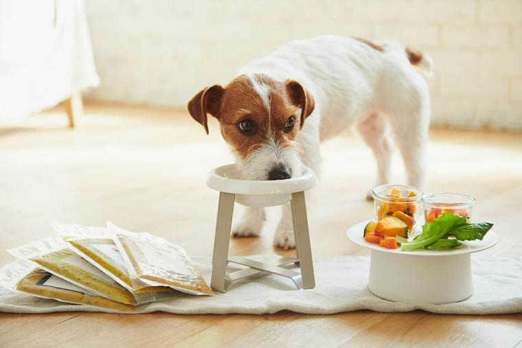 ごはんを食べる犬