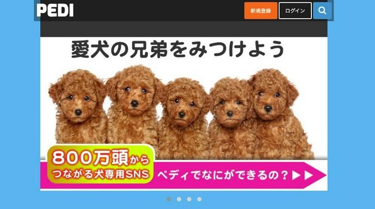 犬の血統書の意味とは 血統書の見方や名義変更の必要性などを解説 ペトコト