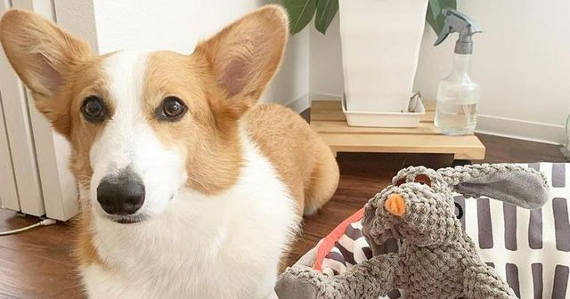【トレーナー・獣医師監修】中型犬の種類とは？犬種ごとの特徴と飼いやすさを解説
