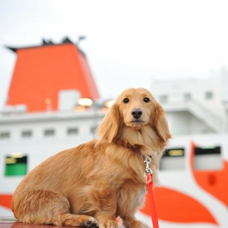 犬はフェリーに乗れる 同室可能なフェリーや乗船時の注意点を解説 ペトコト