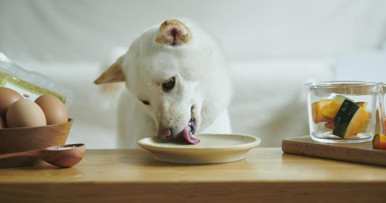 偏食・少食の愛犬との向き合い方とは？今日から試してほしい「オススメの食べさせ方」をご紹介！#犬の食育