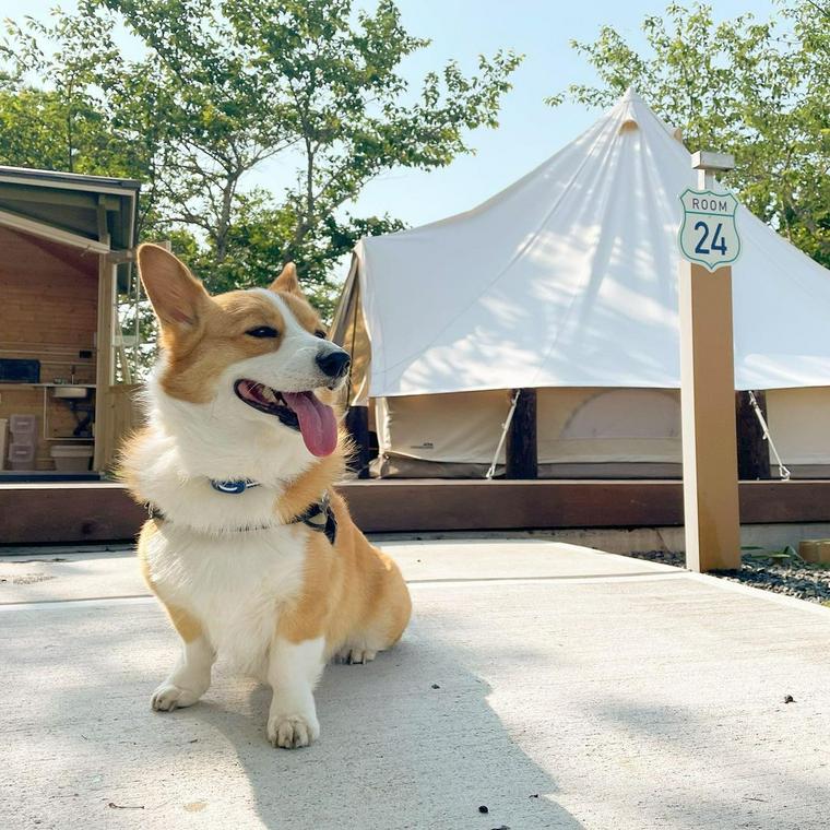 グランピングを楽しむ犬