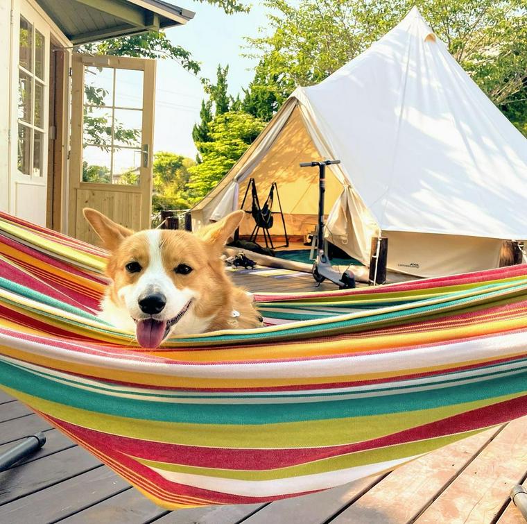 ハンモックに乗る犬
