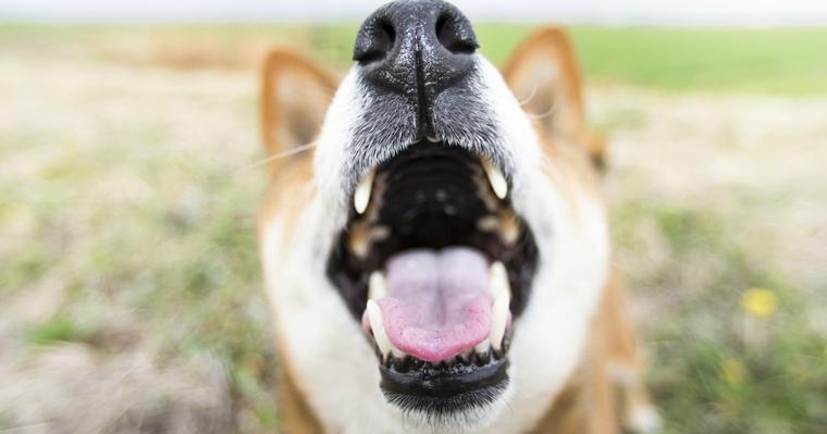 犬が来客時に吠える理由とは？警戒している場合と喜んでいる場合で異なる対処方法