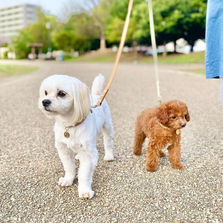 子犬の散歩はいつから始める 自宅でできる練習方法や歩かない場合の理由をトレーナーが解説 ペトコト