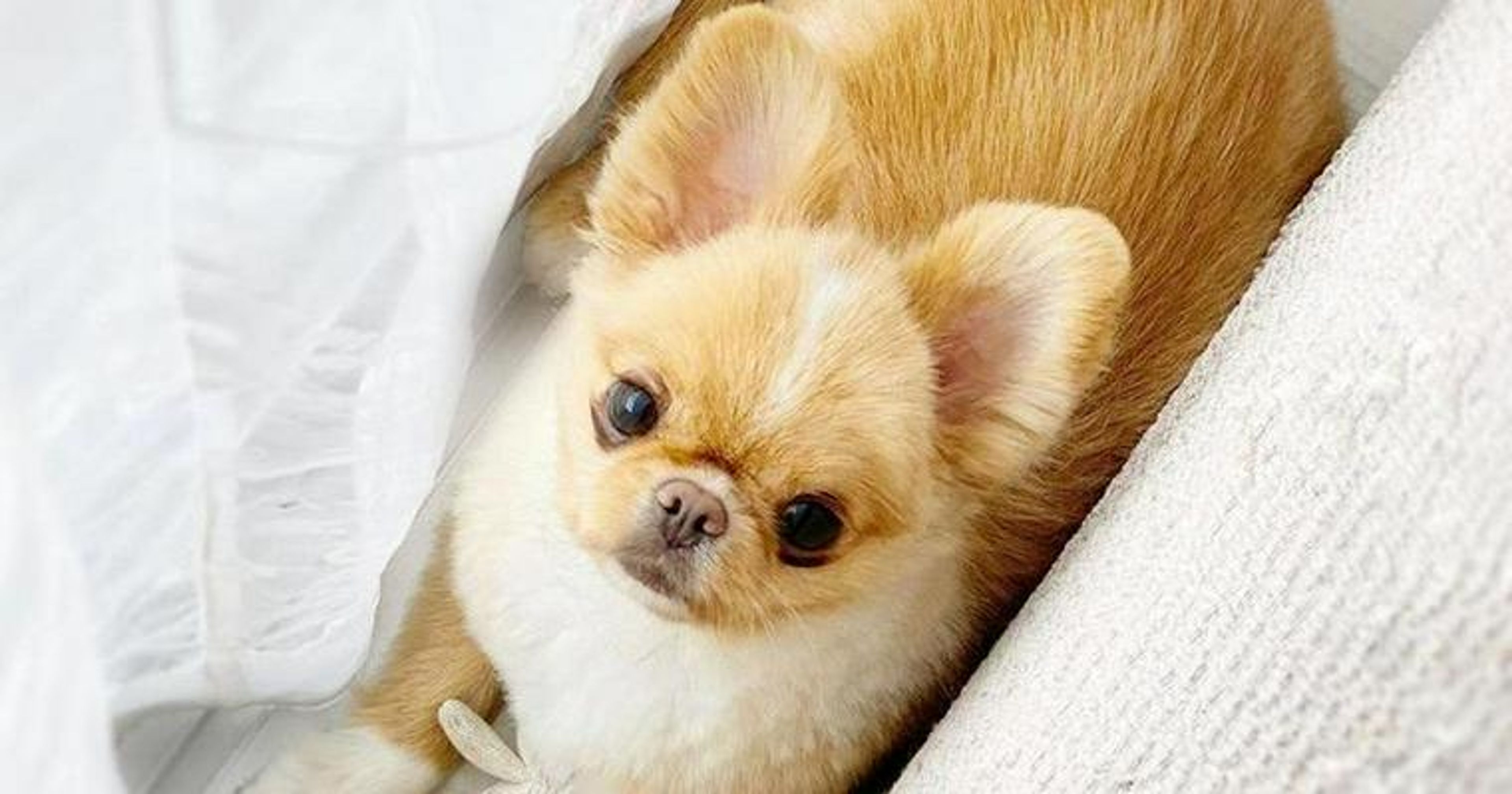 初心者さんのための犬の飼い方｜迎え方から心構え、準備すべきグッズなどを紹介